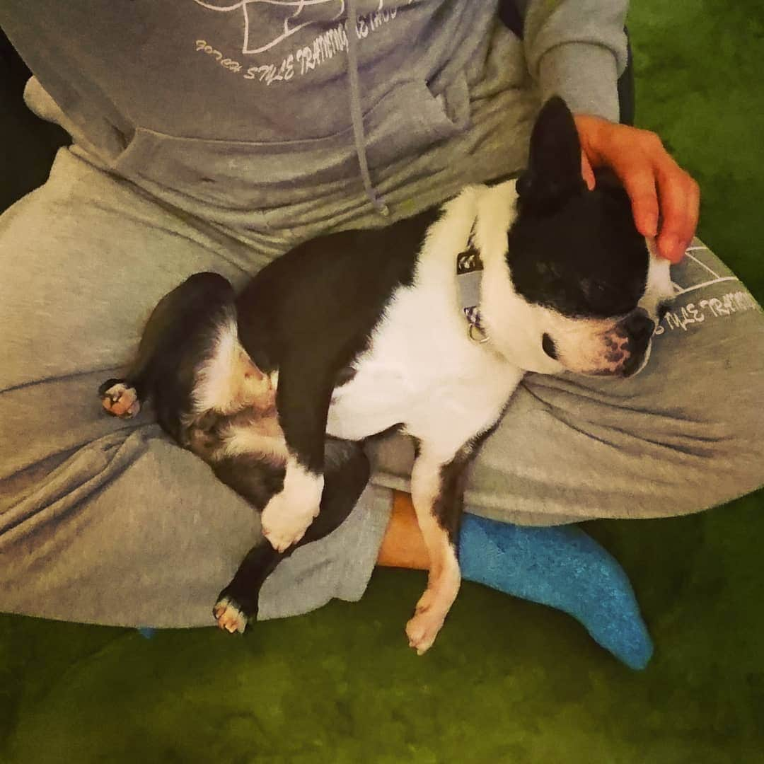 ファンキー加藤さんのインスタグラム写真 - (ファンキー加藤Instagram)「#甘えん坊 #ファン太 #ボストンテリア #bostonterrier」4月9日 12時02分 - funkykato_funkykato_funkykato