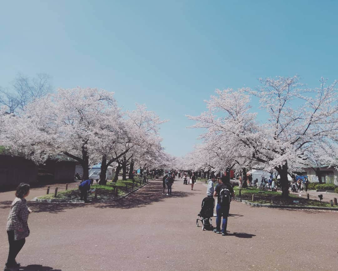 笠原康哉さんのインスタグラム写真 - (笠原康哉Instagram)「明日雨だから、今日が最高かね？  サクラ」4月9日 12時07分 - panicrew_kassan