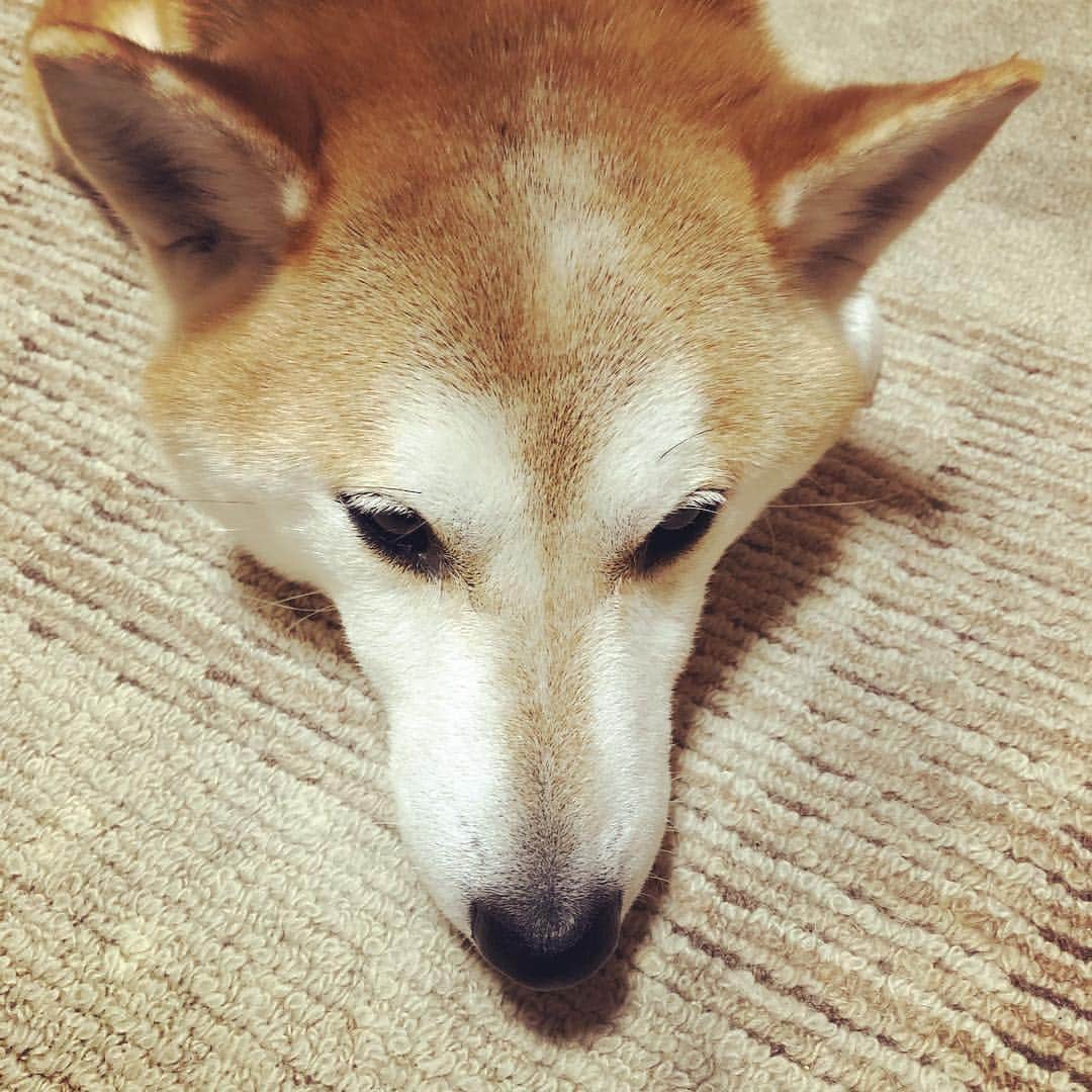 千秋さんのインスタグラム写真 - (千秋Instagram)「うちの犬。 うんともすんとも言わないの。 鳴き方忘れたのかなあ #芝犬 #しばいぬ #しば #shibainu #shiba #dog #🐕 #元気」4月9日 12時09分 - chiaki77777