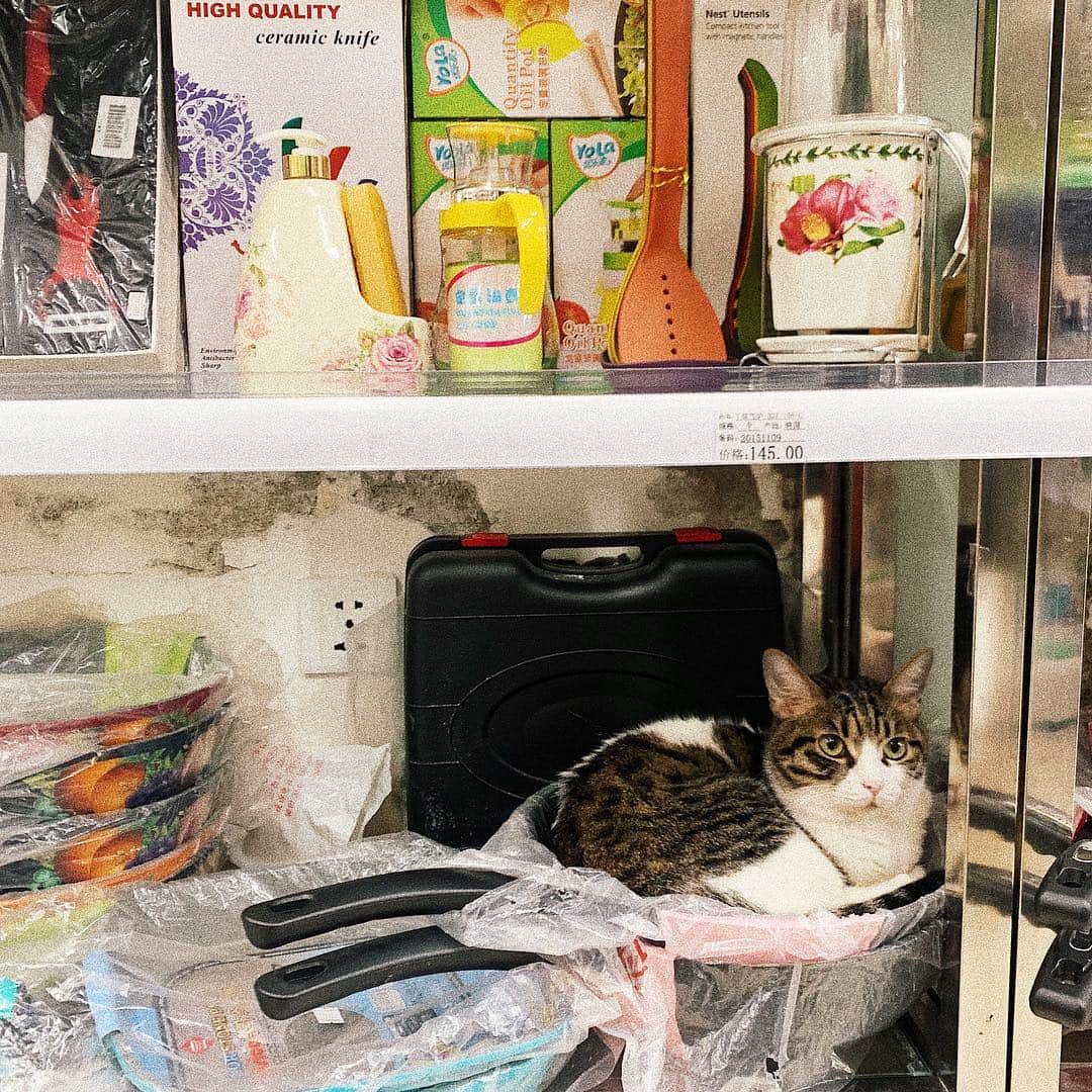 イェリさんのインスタグラム写真 - (イェリInstagram)「마트에서 넘나 당황스러워라ㅋㅋㅋㅋ 냄비사면 고양이가 덤인가용🙈❤️ #냥스타그램」4月9日 12時09分 - blank9_yerim