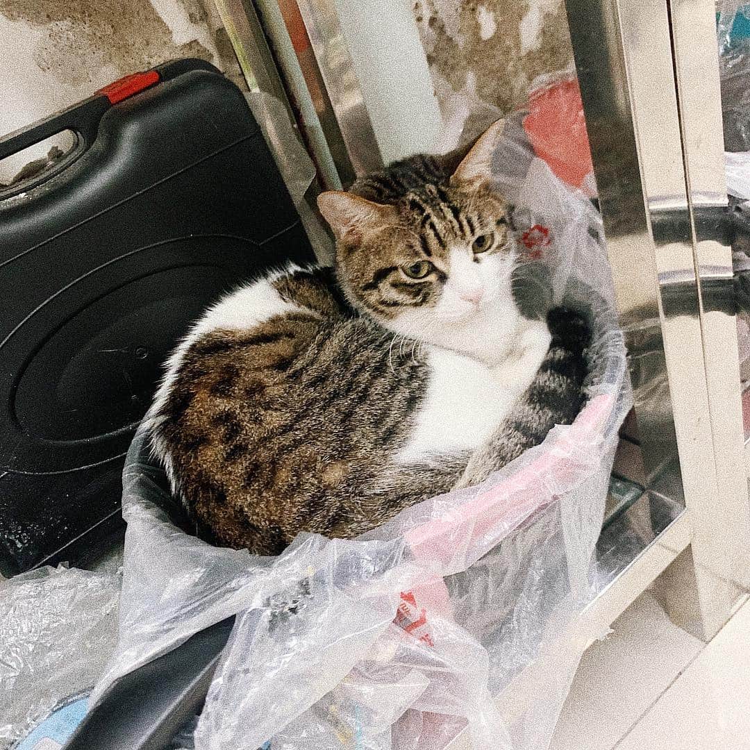 イェリさんのインスタグラム写真 - (イェリInstagram)「마트에서 넘나 당황스러워라ㅋㅋㅋㅋ 냄비사면 고양이가 덤인가용🙈❤️ #냥스타그램」4月9日 12時09分 - blank9_yerim