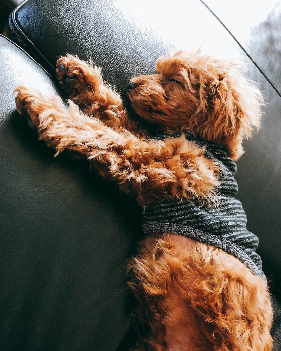 田母神智子さんのインスタグラム写真 - (田母神智子Instagram)「この子まだ生後4ヶ月なのに手🐾超でかい🤭😲﻿ 大きくなる予感しかしない😂😂😂﻿ #トイプードル #puppy #アプリコット #生後4ヶ月 #dog #犬 ﻿ ﻿」4月9日 12時19分 - tomokotamogami