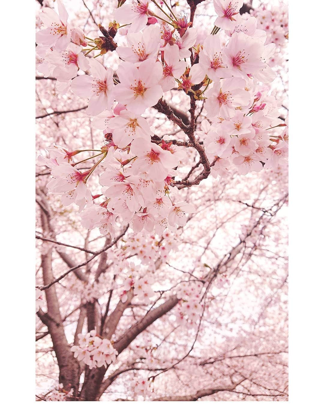 富永沙織さんのインスタグラム写真 - (富永沙織Instagram)「桜満開です☺️🌸✨ #cherryblossom #桜 #cherryblossomviewing  #お花見 #花見 #hanami  #japaneseculture  #spring  #春 #綺麗」4月9日 12時25分 - saori_tominaga