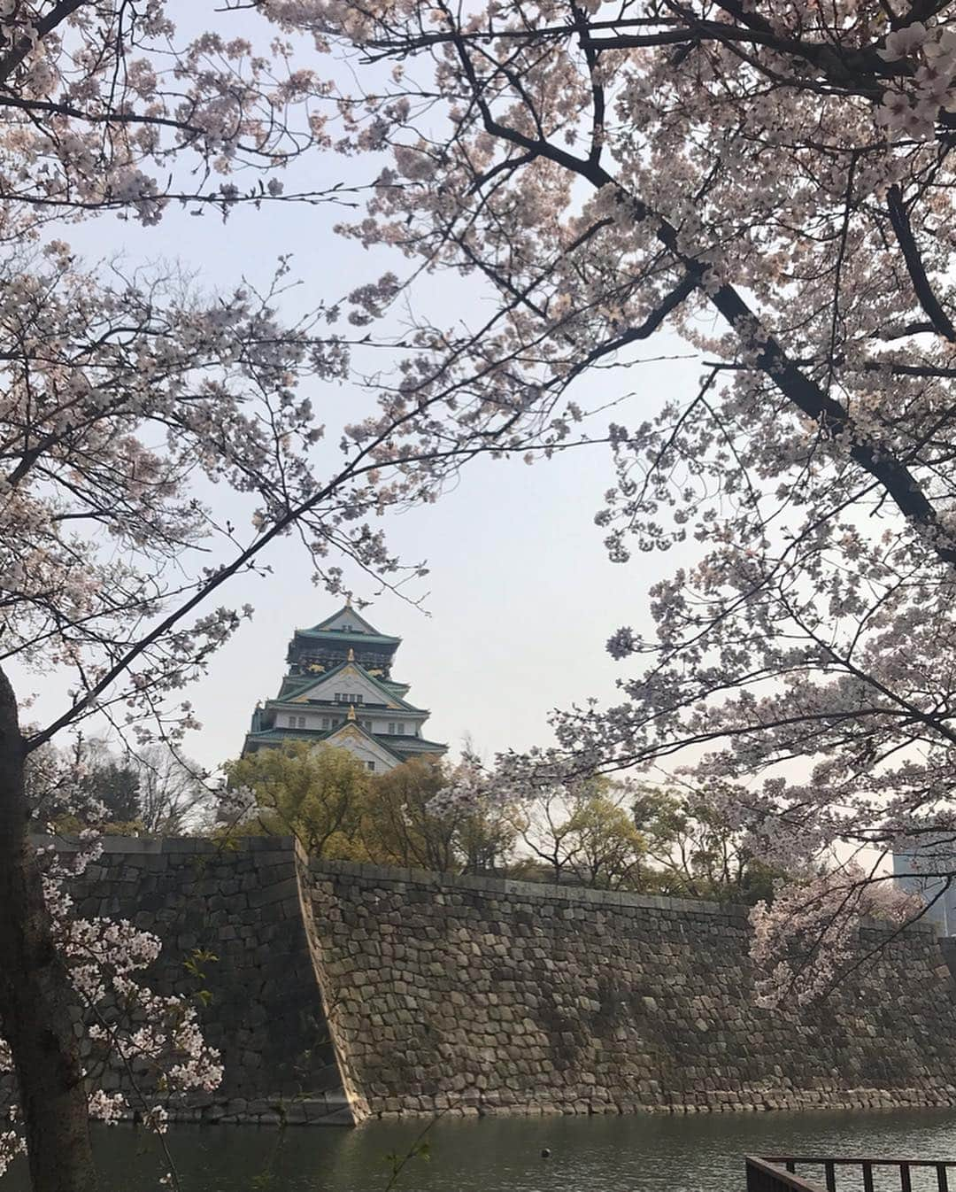 塚田文さんのインスタグラム写真 - (塚田文Instagram)「大阪の桜パート③  旦那さんとの旅行帰りに時間を作ってくれた友人😭💕 合流場所で大きなミスを犯す。  大阪城公園の園内で合流するのは至難の業😰 “天守閣入り口の前”か日本軍の司令部だった建物“MIRAIZA OSAKA-JO”と言った明確な建物の前で待ち合わせしましょう。😅 大阪をアテンドするにはまだまだ修行の身。  来てくれる友人たちが次々と犠牲になりながら、私の学びが深くなるのであった☠️💦 前にもあったな… 新大阪駅へ行く友人に地下鉄“御堂筋線”から大阪駅でJRに乗換えさせたとか…😱💥(※御堂筋線でそのまま新大阪へ行けます。（笑）💦) もとい…  大阪城も桜大満開でした！  帰りは南森町で各地の陶芸作家さんの器でお茶が楽しめるカフェへ。  1人じゃなかなかカフェ巡りもしないので、行って見たかったお店に行けて良かった🤗✨ #2019桜 #大阪 #大阪城公園 #南森町カフェ #cafe大阪茶会  #japantrip #japantravel #cherryblossom #osakacastle #osakajo #macchacafe #minamimorimachi」4月9日 12時25分 - tsukadaaya1976