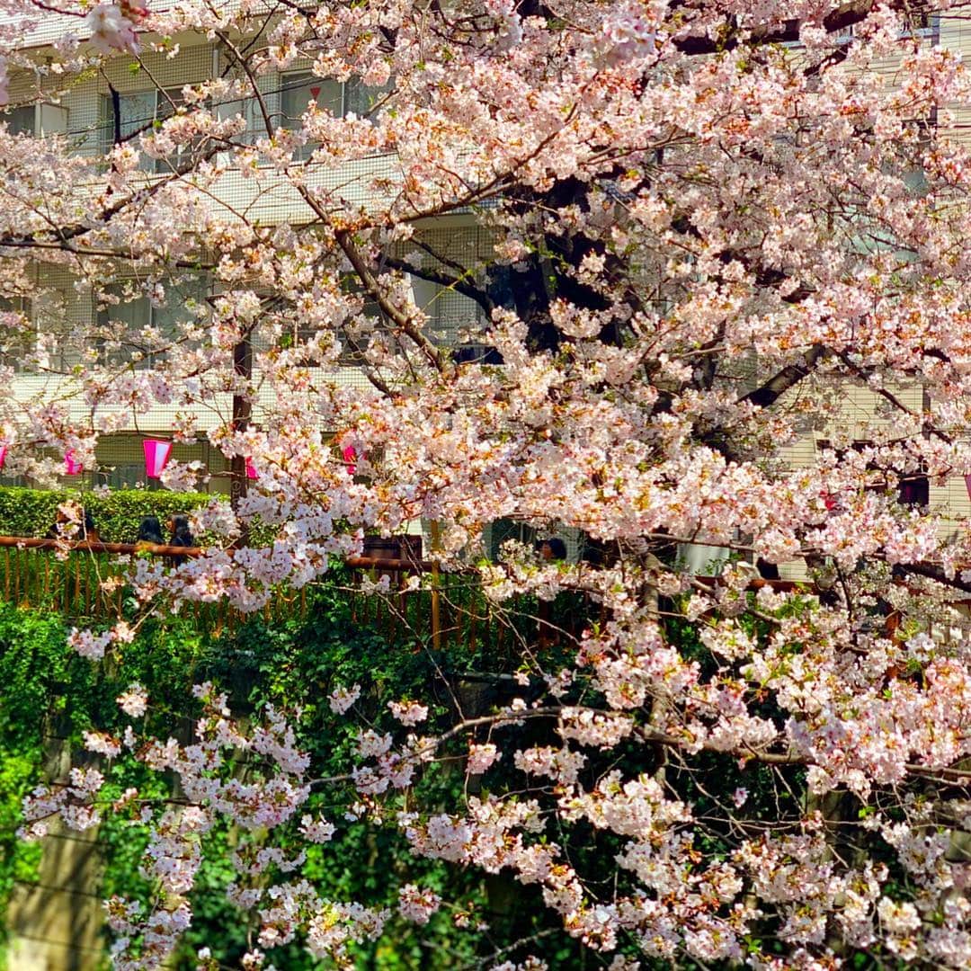 小松彩夏さんのインスタグラム写真 - (小松彩夏Instagram)「先日、私と彩乃の髪の毛をいつも綺麗にしてくれるかなみさんと3人で目黒川沿へお花見に行ってきました☆﻿ ﻿ ちょうど天気もよくて満開の綺麗な桜が見れました♡﻿ ﻿ 3人でランチしてテクテクお散歩♪﻿ ﻿ 公園を歩いたり、代官山まで歩いたり、なんだかすごく癒されたひとときでした♡﻿ ﻿ この2人の空気感大好き。﻿ ﻿ #目黒 #中目黒 #桜並木 #桜 #sakura #お花見 #花見 #代官山 #癒し #お散歩 #日本 #japan﻿ ﻿」4月9日 12時25分 - official_ayaka_502