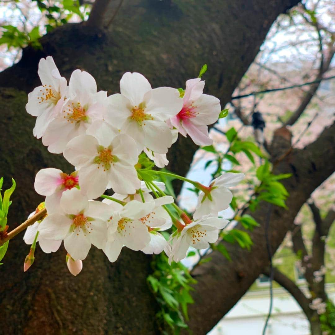 小松彩夏さんのインスタグラム写真 - (小松彩夏Instagram)「先日、私と彩乃の髪の毛をいつも綺麗にしてくれるかなみさんと3人で目黒川沿へお花見に行ってきました☆﻿ ﻿ ちょうど天気もよくて満開の綺麗な桜が見れました♡﻿ ﻿ 3人でランチしてテクテクお散歩♪﻿ ﻿ 公園を歩いたり、代官山まで歩いたり、なんだかすごく癒されたひとときでした♡﻿ ﻿ この2人の空気感大好き。﻿ ﻿ #目黒 #中目黒 #桜並木 #桜 #sakura #お花見 #花見 #代官山 #癒し #お散歩 #日本 #japan﻿ ﻿」4月9日 12時25分 - official_ayaka_502