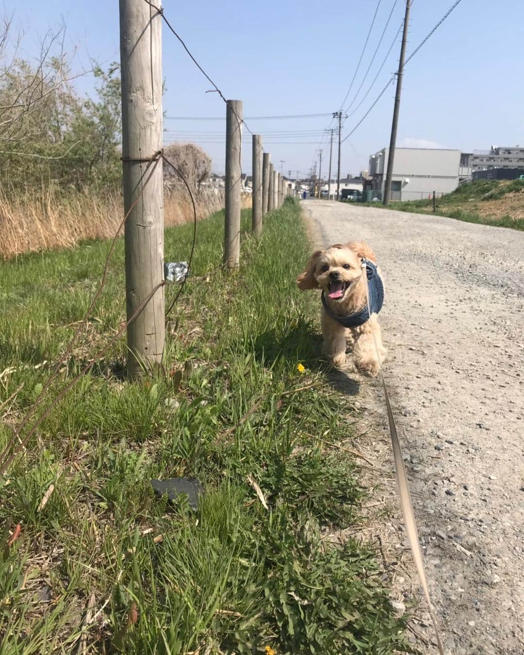 西村文男さんのインスタグラム写真 - (西村文男Instagram)「さくらとにこる。」4月9日 12時26分 - fumionishimura