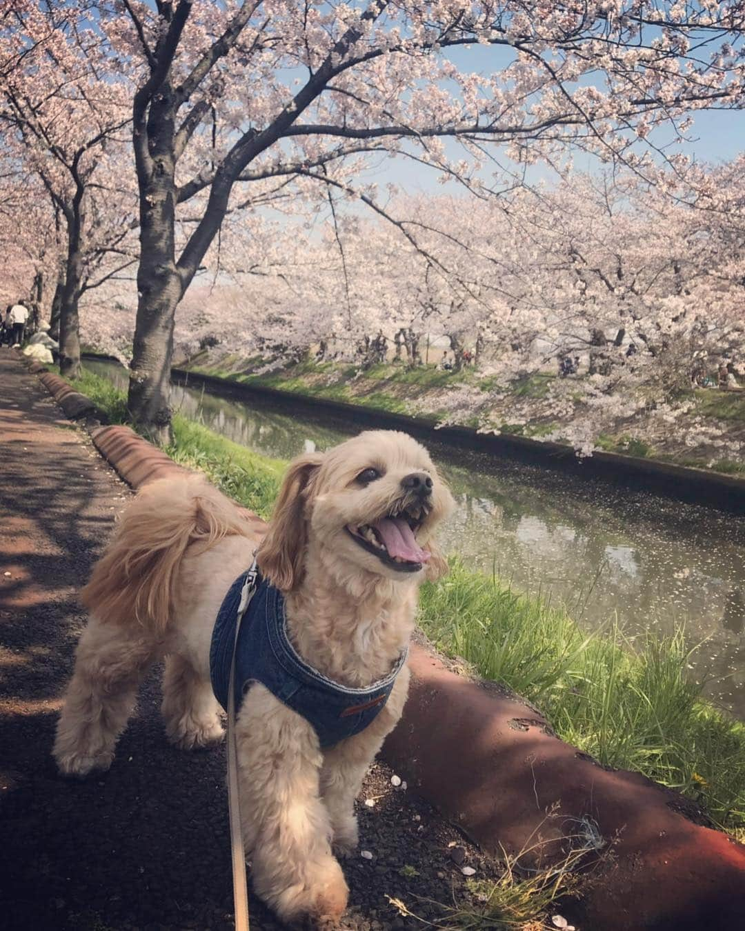 西村文男さんのインスタグラム写真 - (西村文男Instagram)「さくらとにこる。」4月9日 12時26分 - fumionishimura