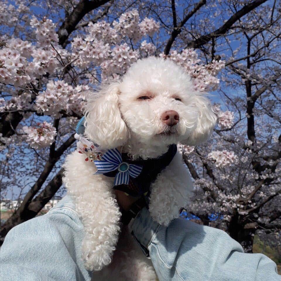 後藤夕貴のインスタグラム：「はぁー、私の癒し ㅤ どんなに遅い時間に帰っても しっぽを全力で振りながら 玄関までお迎えに来てくれる坊や。 ㅤ 今日もがんばろーっと！ ＿＿＿＿＿＿＿＿＿＿＿＿＿＿＿＿ #愛犬と桜 #半目でも可愛い #いぬすたぐらむ  #🐶🌸」