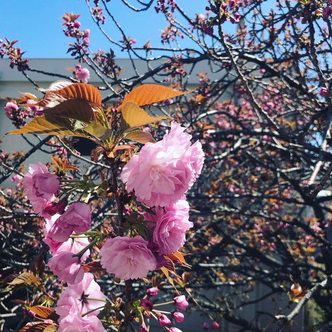 田中裕介のインスタグラム：「田中家の桜も開花した。(嘘。大家さんの桜です。)」
