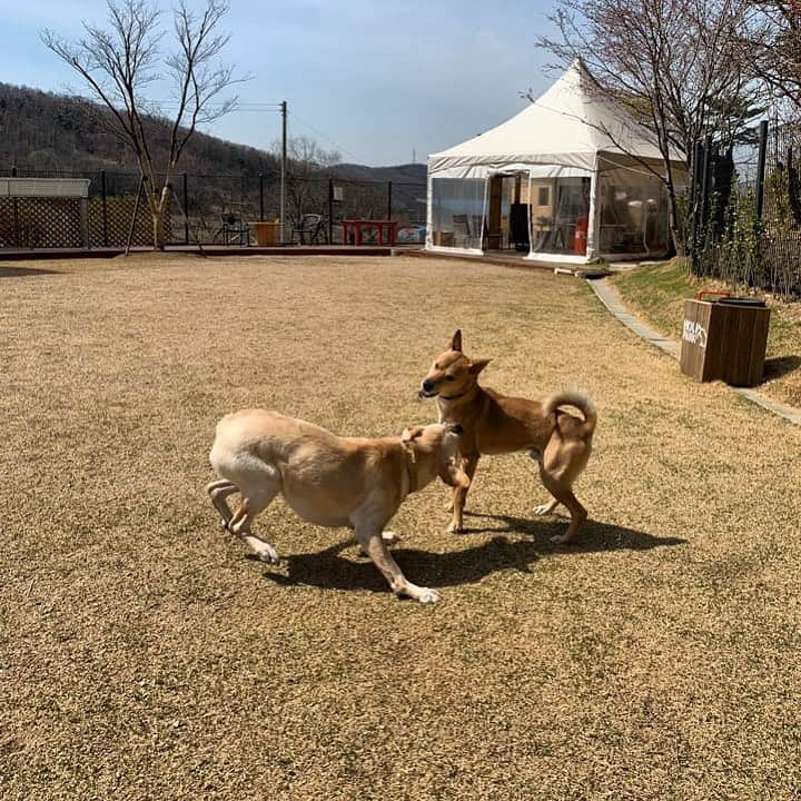 キム・ミンジュンのインスタグラム：「동물확대 금지 !!! 자세히 보면 혀가 나왔거든요 ㅋㅋ #홀리케어바프」