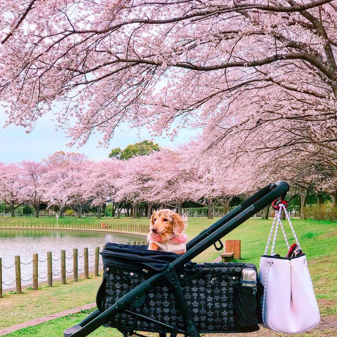 mii_stagramさんのインスタグラム写真 - (mii_stagramInstagram)「🌸🐶🌸🐶🌸 ・ 愛犬と毎年訪れる近所の#お花見スポット 🗾 1枚目☞今年・かれん 2枚目☞昨年・かれん＆まりん ・ 今年は今にも泣きだしそうな寒い空の日☁️💦 いつも賑わっているのに さすがに人が居ない‪𐤔‪𐤔 まるで、まりんが居ない事を お空が表現してそう🐶🌈 ・ 昨年5月のまりんのお誕生日に買い替えた 三代目かれまり号も ぼっちじゃ大き過ぎる‪𐤔‪𐤔 ・ ・ 今年は愛方よっちゃんとお花見 @ex.3jsb.tiamo  沢山素敵な写真撮って貰ったから またpostしよっと📮 _____ 💌 . ・ ・ かれん🐶♀15歳3ヶ月 #チョコダップル まりん🐶♀14歳8ヶ月#虹組 🌈 💕 #シルバーダップル ・ 👜 @roseandcoy_japan ・ ・ ・ #sakura #instagramjapan#dog  #お花見#桜#さくら#はなまっぷ桜2019 #はなまっぷ #散歩#お出かけ#ダックスフンド #ミニチュアダックス#ミニチュアダックスフンド #いぬすたぐらむ #多頭飼い#愛犬#シニア犬#虹の橋#わんことお出かけ #わんこのいる生活 #わんこなしでは生きていけません会#犬好きな人と繋がりたい #短足部#景色#風景 ୨୧┈┈┈┈┈┈┈┈┈┈┈┈୨୧ 見て下さった方 (*´︶`*)♡Thanks!🌸🐶🌸🐶🌸🐶🌸」4月9日 12時33分 - miyuki.0419.karemari