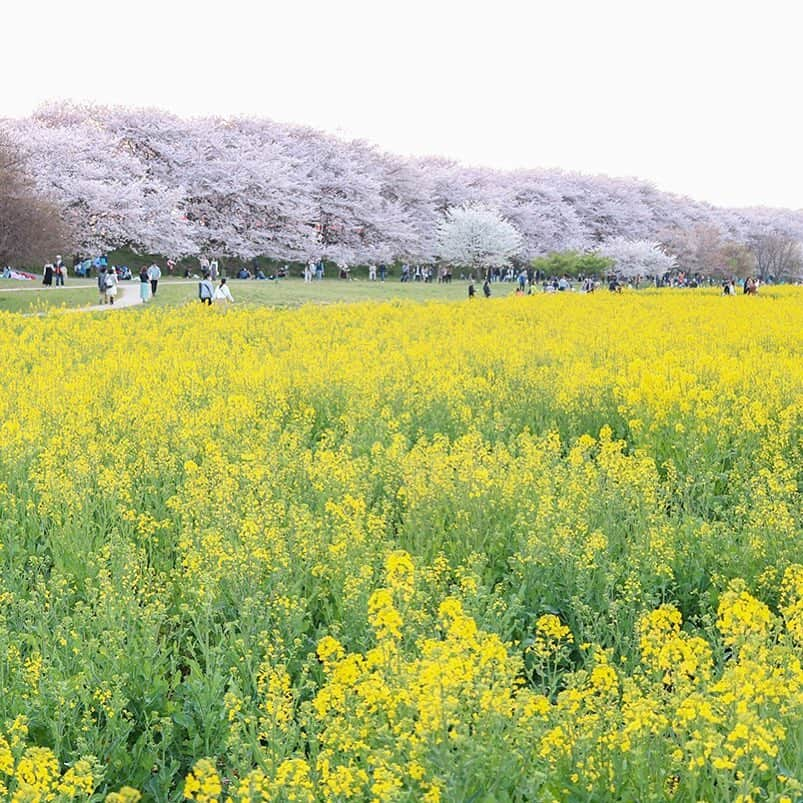 KEINA HIGASHIDEさんのインスタグラム写真 - (KEINA HIGASHIDEInstagram)「今年も最高の権現堂の桜。 やっぱり幸手に帰ってくるとホッとするね。 夕方の光もきれいだった。  #桜 #cherryblossom #お花スナップ #幸手 #Satte #地元の桜が1番すき #てくてく埼玉」4月9日 12時35分 - keina_higashide