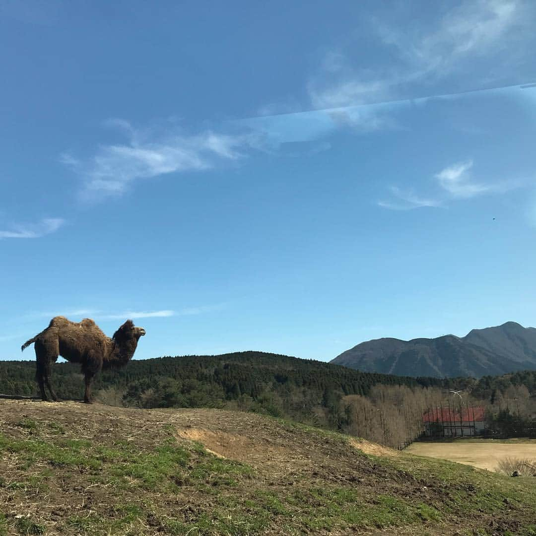 田中琴乃さんのインスタグラム写真 - (田中琴乃Instagram)「【OITA】 ・ アフリカンサファリ ・ お天気もよくって動物達も気持ちが良さそうに日向ぼっこしていました🥰 ・ ・ #大分 #oita  #別府 #beppu  #アフリカンサファリ」4月9日 12時45分 - tanakakotono