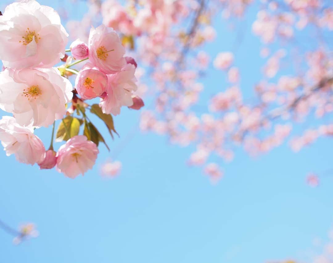 酒井千佳さんのインスタグラム写真 - (酒井千佳Instagram)「* 今日が東京お花見ラストチャンス。  と番組でお伝えしたので  私もチャンスを逃しちゃだめだと 最後のソメイヨシノをおさめてきたよ。 １枚目は八重桜だけど。  今日も桜吹雪だったけど 明日の雨で散っちゃうんだろな。  #平成最後の桜  #ソメイヨシノ #お花見  #桜吹雪 #八重桜満開  #西郷山公園  #代官山  #ミラーレス  #加工なし」4月9日 13時02分 - sakaichikaaaa