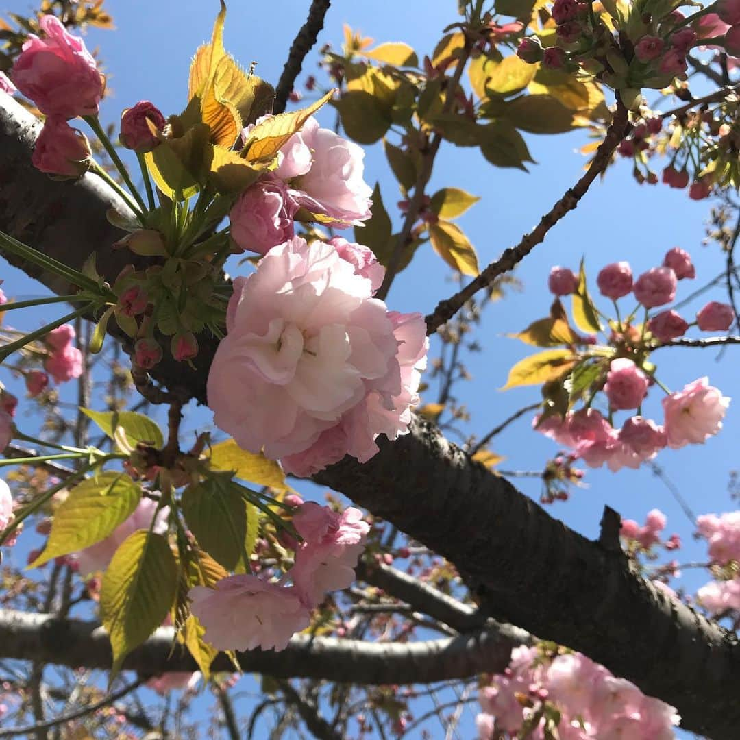 澤田亜紀さんのインスタグラム写真 - (澤田亜紀Instagram)「造幣局の桜の通り抜け🌸 さすが初日、すごい人でした(・ω・) ベビ様は、安定の花より団子(笑) #造幣局 #桜の通り抜け #花より団子」4月9日 13時13分 - aki_sawada_107