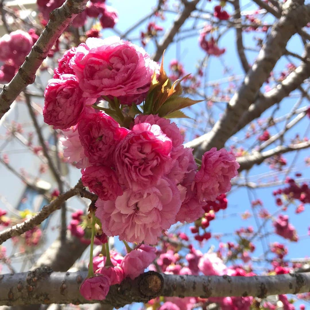 澤田亜紀さんのインスタグラム写真 - (澤田亜紀Instagram)「造幣局の桜の通り抜け🌸 さすが初日、すごい人でした(・ω・) ベビ様は、安定の花より団子(笑) #造幣局 #桜の通り抜け #花より団子」4月9日 13時13分 - aki_sawada_107