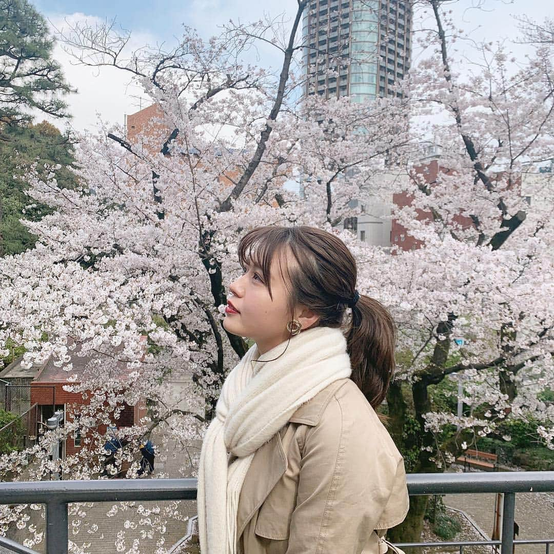 井口綾子さんのインスタグラム写真 - (井口綾子Instagram)「・ 今年は暖かくなったり寒くなったりで桜が長持ちしてくれたから例年より桜を見に行けました🌸 でも葉桜になってくるとやっぱりちょっと切ない気持ちになるなぁ🙄 皆さんは桜見れましたか？😊」4月9日 13時13分 - ayako_inokuchi