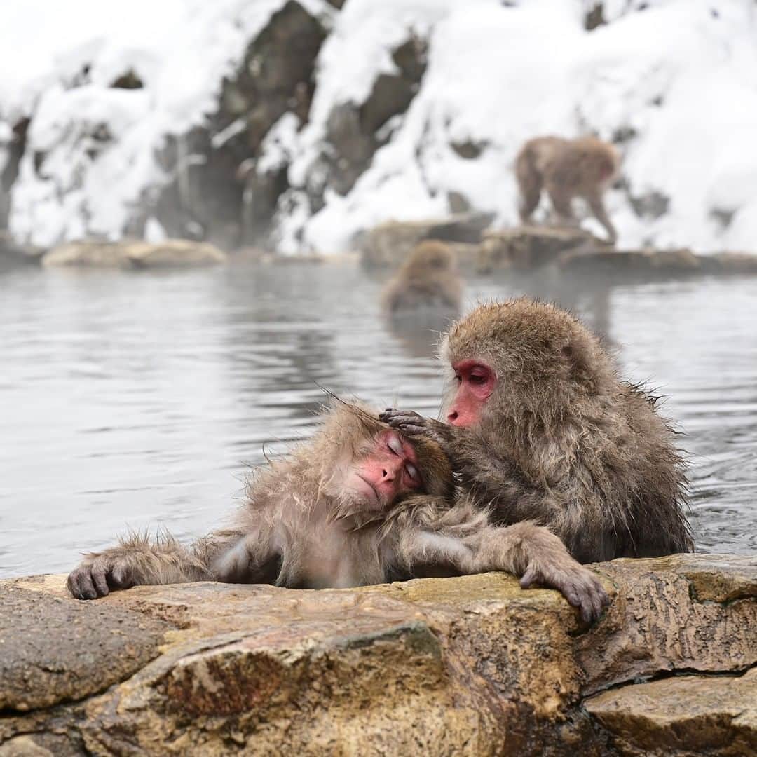 Nikon Australiaさんのインスタグラム写真 - (Nikon AustraliaInstagram)「A moment of relaxation captured by @danielkordan using the new NIKKOR Z 24-70mm f/2.8 S lens, offering stunning clarity and beautiful bokeh.  Save $200 when you pre-order the NIKKOR Z 24-70mm f/2.8 S from a Nikon Australia Authorised Reseller, visit the link in our bio for more information.  Camera: Nikon #Z7 Lens: NIKKOR Z 24-70 f/2.8 S」4月9日 13時08分 - nikonaustralia