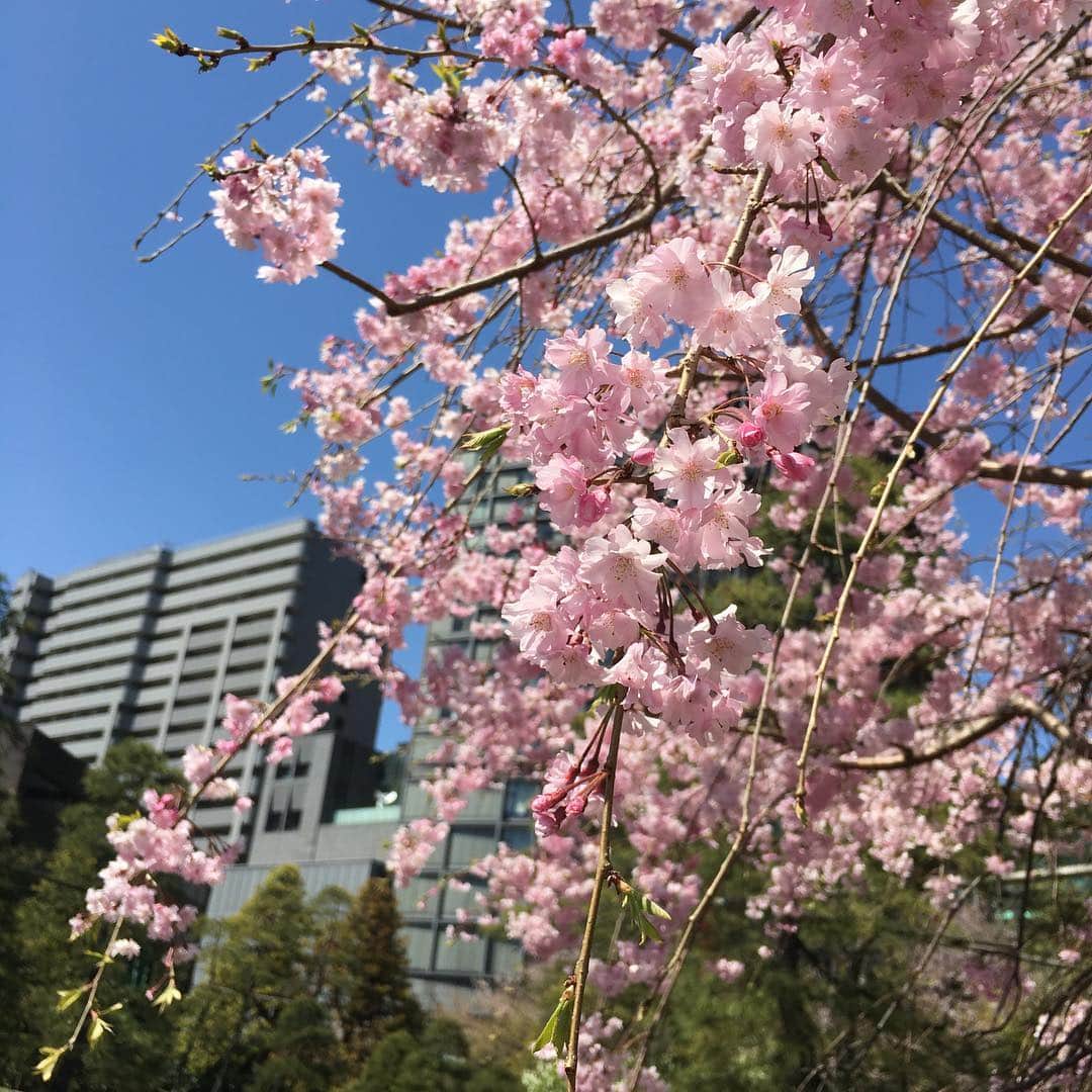 荻原和歌のインスタグラム：「お仕事合間のお花見休憩。おはぎも桜🌸 #お花見 #cherryblossom #sakura #おかめ #おはぎ  #tokyo」