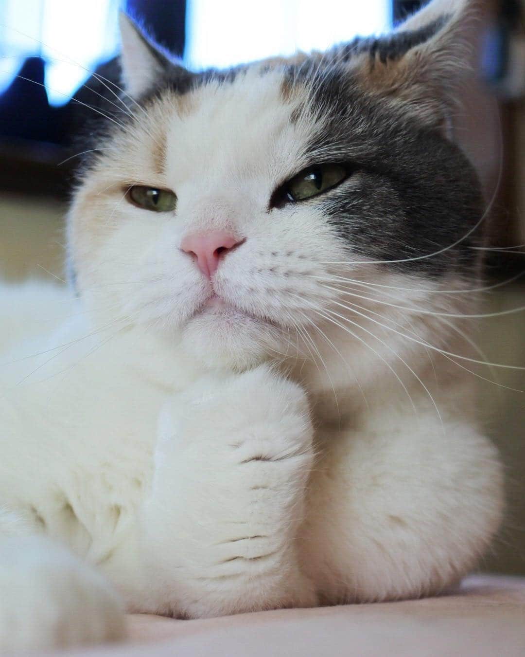 sancheloveさんのインスタグラム写真 - (sancheloveInstagram)「ブラッシングに興奮しすぎてお尻から臭い汁が出てしまったポーちゃん。#私としたことが ..と思ってるような、#ないような ..😹 #ポーちゃん日記 #頬杖#頬杖をつく猫  #kitty#catstagram#catstagram_japan#petstagram#picneko#instacat#meow#catoftheday#catofworld#ilovemycat#funnycat#猫#ねこ#にゃんこ#みんねこ#にゃんだふるらいふ#ふわもこ部#にゃんこ#ねこまみれ#britishshorthair#scotishfold#ブリティシュショートヘア#ねこのいる暮らし Polon」4月9日 13時18分 - sanchelove