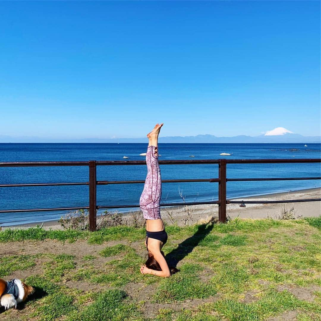 長谷川朋美さんのインスタグラム写真 - (長谷川朋美Instagram)「最近は朝トレ週半分はしてる❣️ 今朝はお天気良かったので#葉山公園 で ワンコたちも連れて#自重トレーニング ✨ 富士山バックにヘッドスタンド🗻 ・ 動物みたいなトレー二ング法は #アニマルムーブメント です🐻 葉山の @paleo_life_academy チェックしてみてね😘 ・ #fitness #health #healthylife #パレオライフ #葉山ライフ #hayamalife #わんこ生活 #富士山 #mtfuji #ヘッドスタンド」4月9日 13時31分 - hasegawa.elena.tomomi