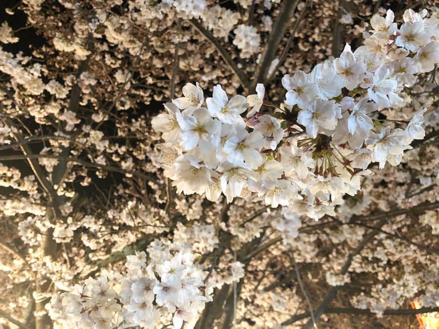 青木愛さんのインスタグラム写真 - (青木愛Instagram)「お花見🌸﻿ ﻿ たぶん4年ぶりくらい🤔🍡」4月9日 13時27分 - aiaoki_official