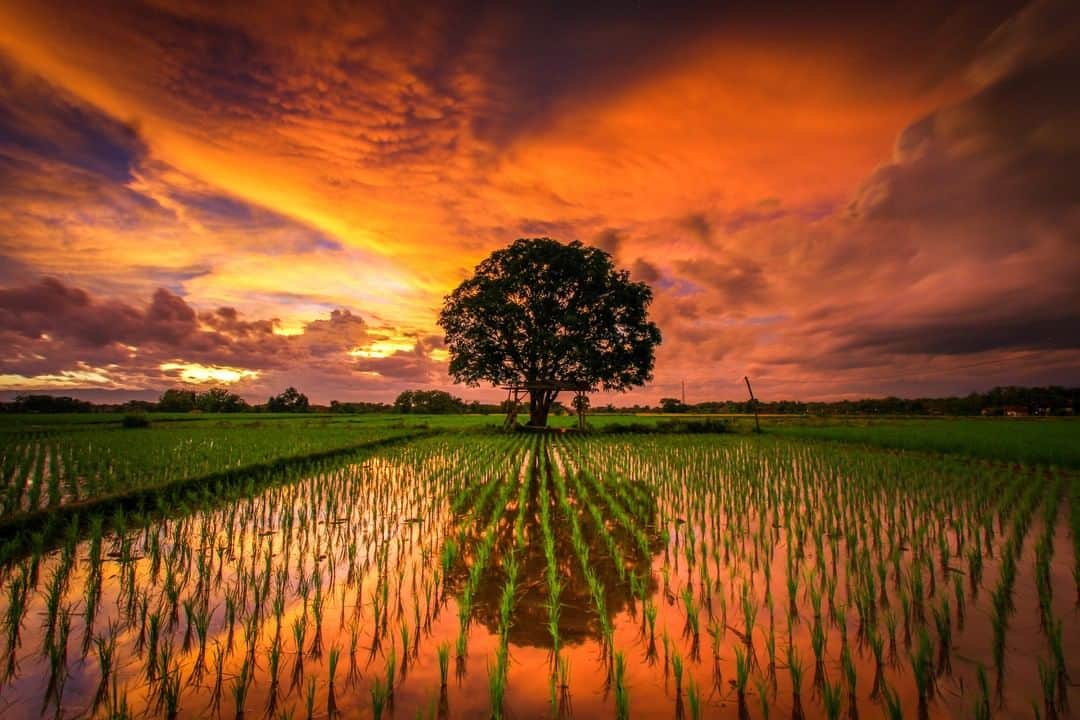 Canon Asiaのインスタグラム：「“This photo was taken at an area near my house, which I found the other day. I was extremely delighted when I found this spot as this is a great post for capturing landscape photos and it is also somewhere that is close to home.” • Having trouble deciding if you should shoot landscape photographs, especially ones relating to the sun, in the morning 🌅 or evening 🌇? Here's an article that could help you with that. Link in bio. • 📷 Image by @bintang_yudha14 using the Canon EOS 7D | Canon EF-S 10-22mm f/3.5-4.5 USM | f/11 | 6s | ISO 100 | 10mm  Want your photos to be featured too? Tag them with #canonasia or submit them on My Canon Story, link in bio!  #canonasia #photography #canon #canonphotography #landscapephotography #sunset」