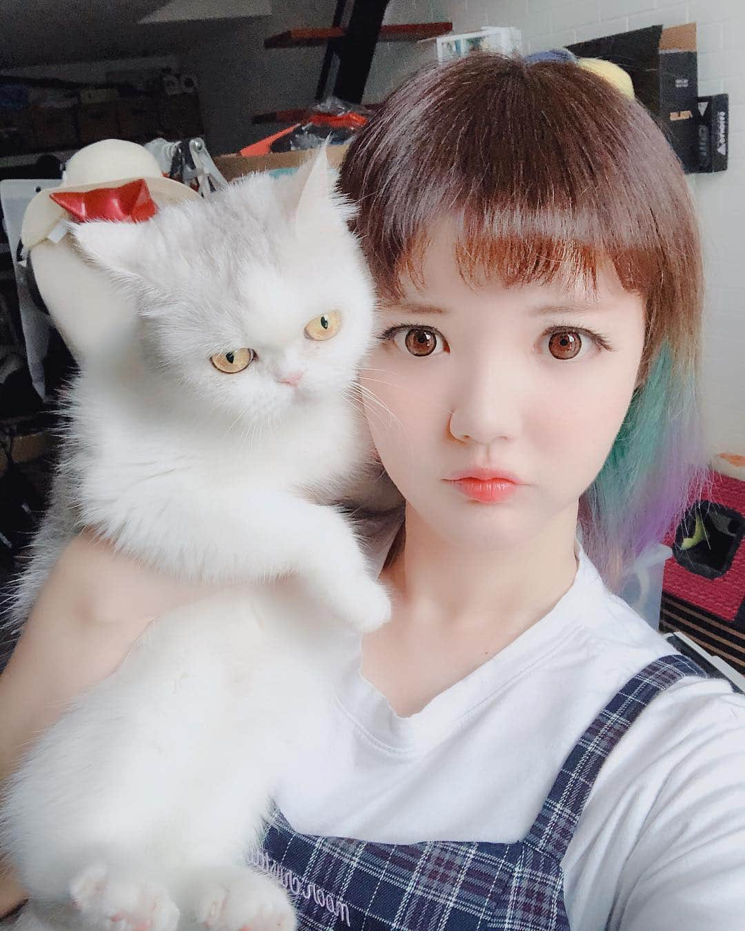 YingTzeさんのインスタグラム写真 - (YingTzeInstagram)「When everyone says long time no see BabyG . Here you go ~ my fat , grumpy baby 😂 _ I have an Instagram for my cat family so do check it out if you haven’t !  @babyg2610  _ Today I’ll be streaming Yakuza Kiwami at 9pm (GMT+8). Time to play with the Dragon of Doujima ! 🔥 See you at my Facebook Page later ! ▶️ www.facebook.com/yingtze1206 _ #blessed #babyg2610 #catsofinstagram #catsmalaysia #persiancat #catstagram #ilovecats」4月9日 13時41分 - yingtze