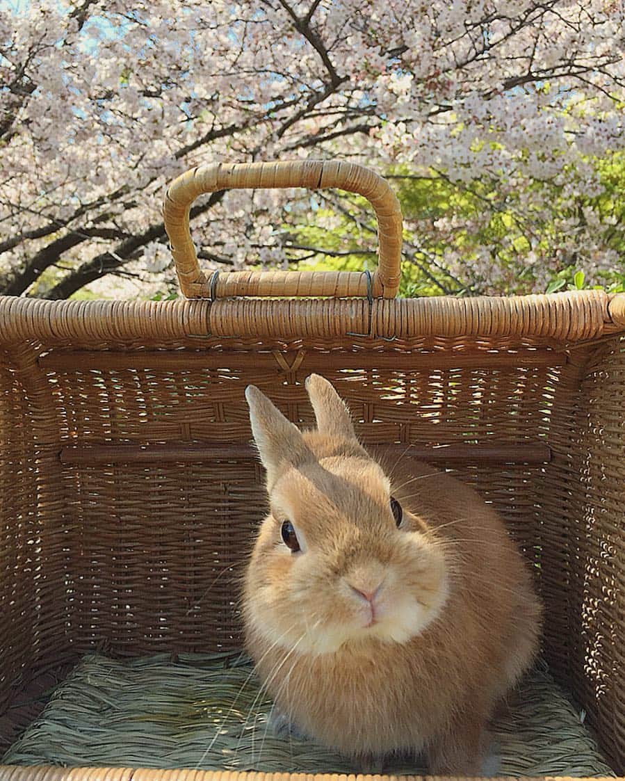 のインスタグラム：「* * お花見🌸 * * 今回はハーネスを着せられないし、 抱っこも痛いかもしれないし、 行くのはやめようと思っていました。 * でも平成最後の桜もそろそろ終わり… まるるんと元気になってお花見行こうって約束してたので、思い切って(？)近所の公園に行って来ました😊💕 * おデコに影写っちゃったけど、 お気に入りの写真が撮れました🌸 * * #うさぎ#ネザーランドドワーフ#ふわもこ部#rabbit#lapin#cutepetclub#WeeklyFluff #bunnystagram#rabbitstagram#instapet#20190409」