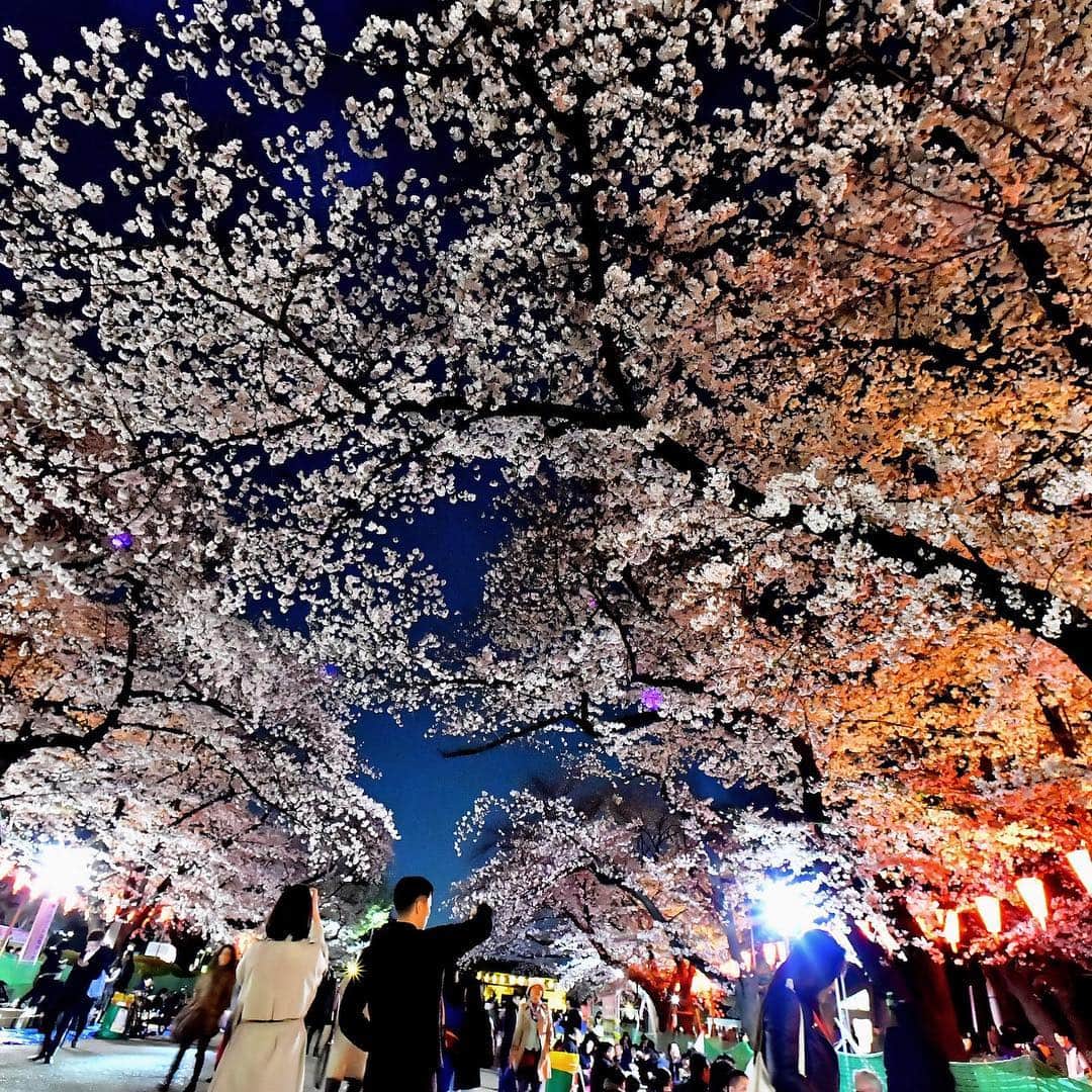 のインスタグラム：「It's the perfect time for 夜桜 ("yozakura"), or viewing cherry blossoms at night. Countless people head to Tokyo's Ueno Park every year to see the cherry blossoms in the daylight and moonlight. (@miura.yoshiaki photos) . . . . . . #Japan #travel #sakura #cherryblossoms #spring #Tokyo #Ueno #UenoPark #日本 #東京 #上野 #上野公園 #桜 #さくら #夜桜 #🌸」