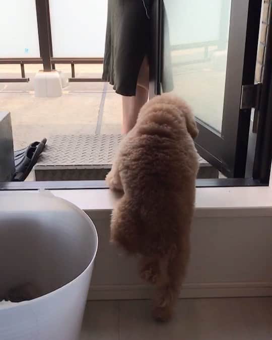 ももちゃん & まろんたんのインスタグラム：「ベランダにいるママの所に行きたいけど、段を乗り越えられないももちゃん🍑💓 いつもぴょんぴょんソファ乗ってるのに、この段は怖いらしい。笑 ※この後ちゃんと抱っこでベランダに出ました😊 ・ ・ #dog #dogs #dogstagram #poodle #poodles #poodlelove #poodleclub #toypoodle #toypoodles #toypoodlelove #toypoodleclub #east_dog_japan #all_dog_japan #ig_poodle #poodlesofficial #ふわふわ #ふわもこ部 #トイプードル #トイプードル部 #トイプードル大好き #トイプードル多頭飼い #まろんたん #ティーカッププードル #わんこなしでは生きていけません会 #pecoいぬ部 #joker六本木ヒルズ店 #トリミング #ももちゃん #toypoodleofficial」