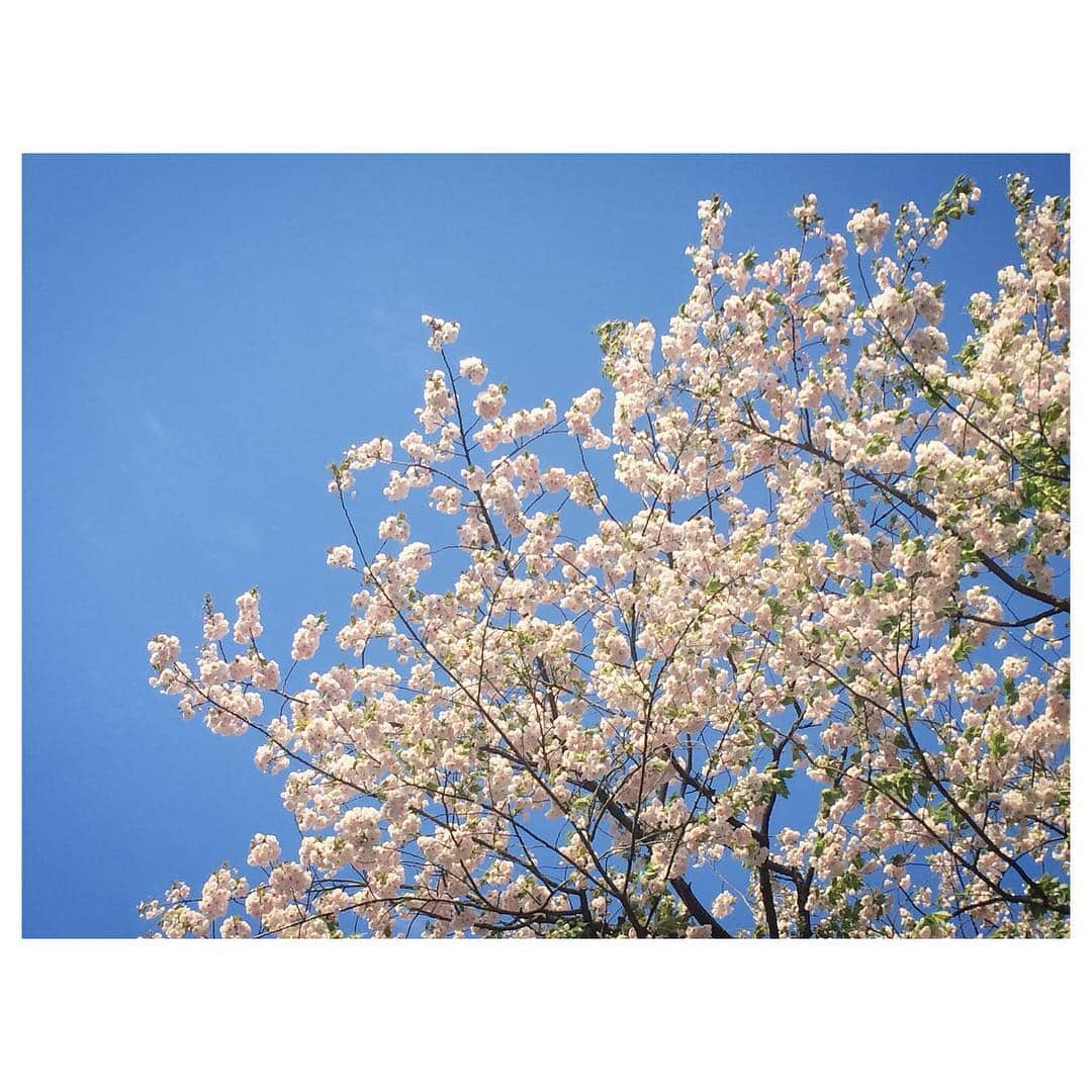 花村怜美のインスタグラム：「#桜 #さくら #葉桜 #花 #植物 #自然 #sakura #cherryblossom #flower #flowers #flowerstagram #nature #plants #spring #japan」