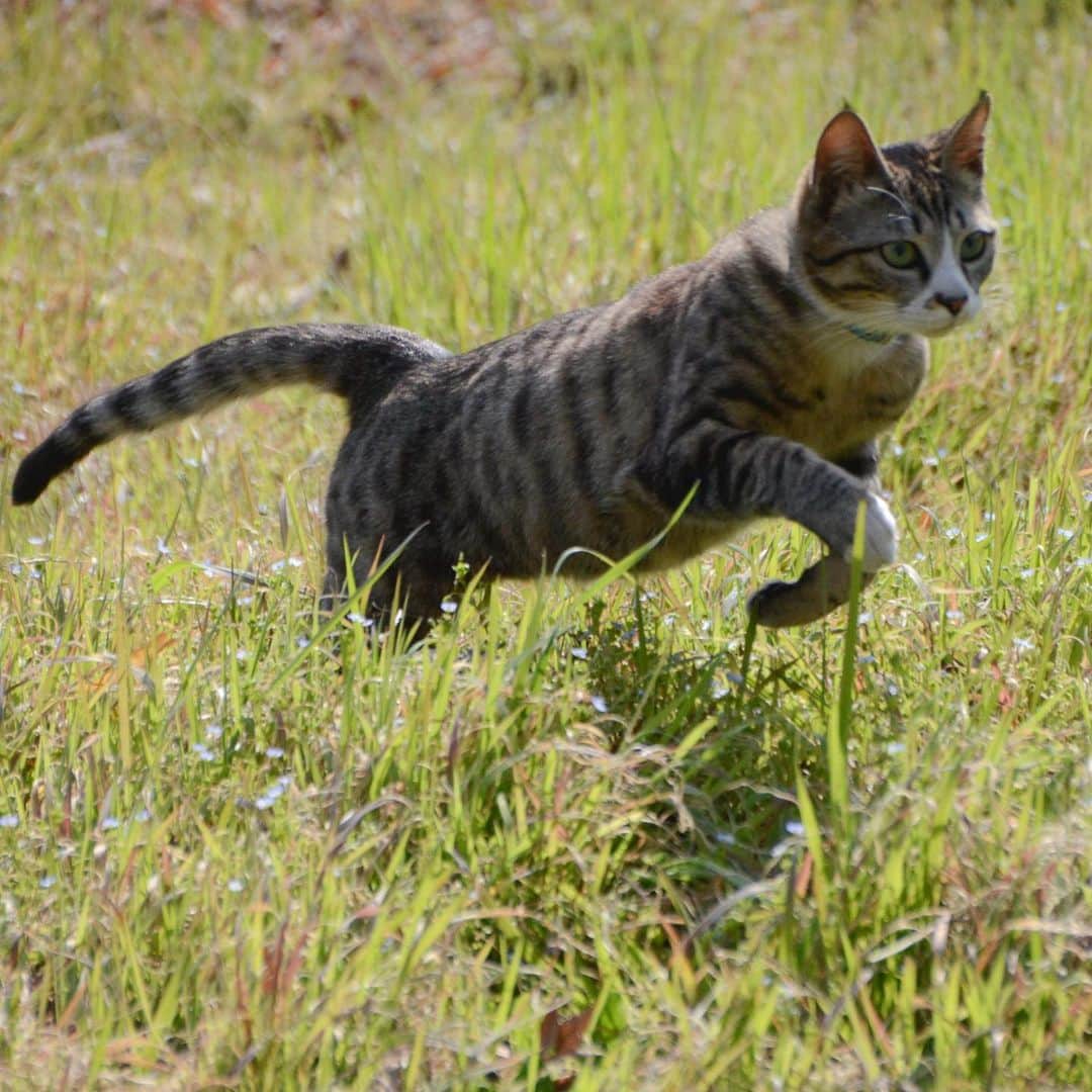 やふさんのインスタグラム写真 - (やふInstagram)「走ってる姿が凛々しいね . #cat #neko #catlovers #catsofinstagram #catstagram #instacat #猫 #ねこ #ネコ #保護猫 #新吉」4月9日 14時36分 - kyafy