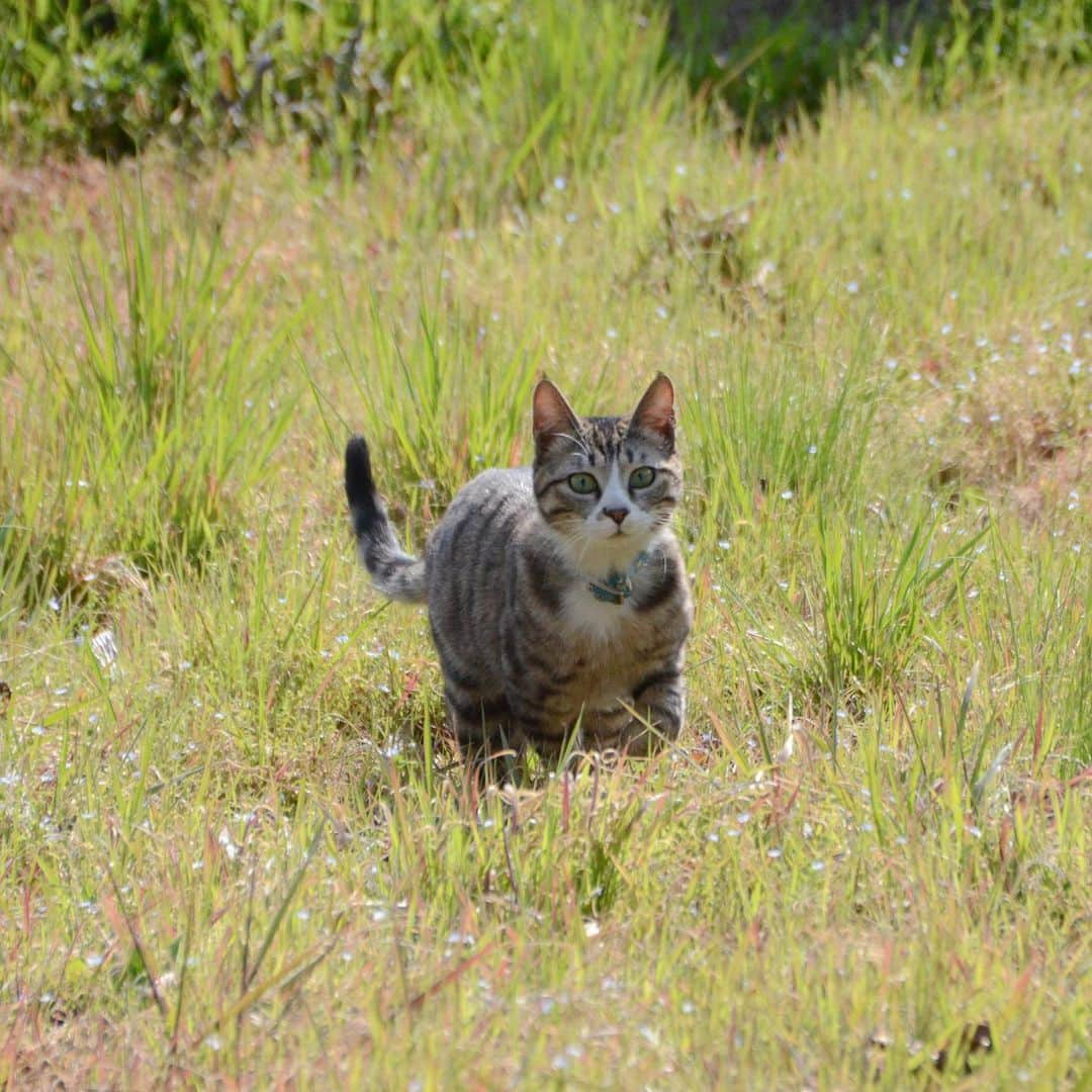 やふさんのインスタグラム写真 - (やふInstagram)「走ってる姿が凛々しいね . #cat #neko #catlovers #catsofinstagram #catstagram #instacat #猫 #ねこ #ネコ #保護猫 #新吉」4月9日 14時36分 - kyafy