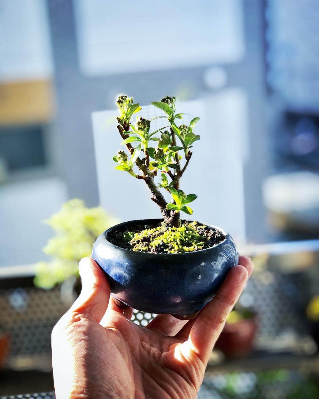金成公信のインスタグラム：「この子もカマツカ。もうじき花を咲かせます。#盆栽 #bonsai #plants #カマツカ」