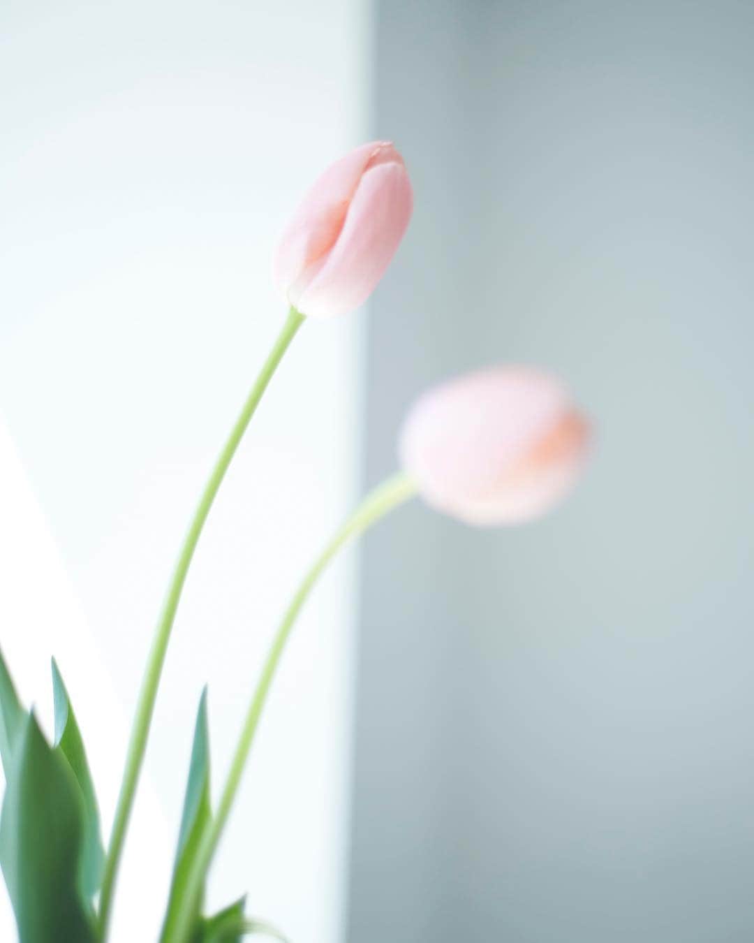 のインスタグラム：「チューリップ🌷🌷🌷 お花の写真撮るのしあわせやー大好き！」