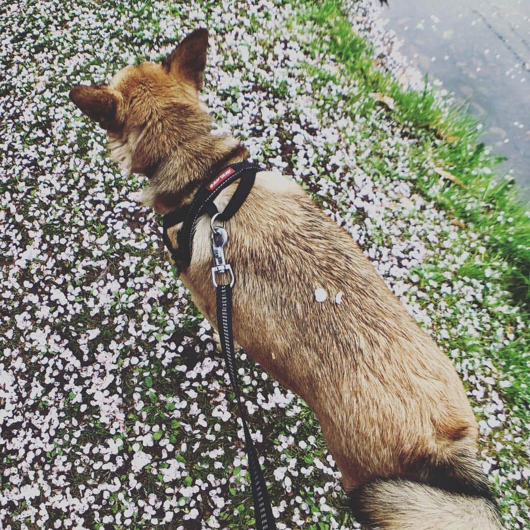 佐々木海さんのインスタグラム写真 - (佐々木海Instagram)「#桜 の絨毯を歩く。 #犬 #イヌ #イヌスタグラム #いぬすたぐらむ #犬バカ部 #いぬばか部 #ふわもこ部 #いぬら部 #犬のいる暮らし #保護犬 #元野犬 #雑種 #雑種犬 #ビビり犬 #里親 #保護犬を家族に #保護犬を飼おう #殺処分ゼロ #dog #dogs #dogstagram #doglove #doglover #doglovers #doglife #dogslife #rescuedog #rescueddog」4月9日 14時44分 - umi_carnelian