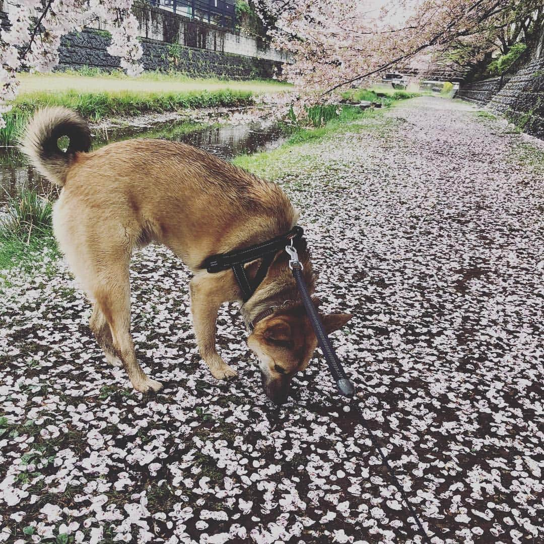 佐々木海さんのインスタグラム写真 - (佐々木海Instagram)「#桜 の絨毯を歩く。 #犬 #イヌ #イヌスタグラム #いぬすたぐらむ #犬バカ部 #いぬばか部 #ふわもこ部 #いぬら部 #犬のいる暮らし #保護犬 #元野犬 #雑種 #雑種犬 #ビビり犬 #里親 #保護犬を家族に #保護犬を飼おう #殺処分ゼロ #dog #dogs #dogstagram #doglove #doglover #doglovers #doglife #dogslife #rescuedog #rescueddog」4月9日 14時44分 - umi_carnelian