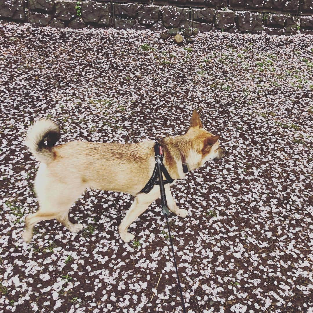 佐々木海さんのインスタグラム写真 - (佐々木海Instagram)「#桜 の絨毯を歩く。 #犬 #イヌ #イヌスタグラム #いぬすたぐらむ #犬バカ部 #いぬばか部 #ふわもこ部 #いぬら部 #犬のいる暮らし #保護犬 #元野犬 #雑種 #雑種犬 #ビビり犬 #里親 #保護犬を家族に #保護犬を飼おう #殺処分ゼロ #dog #dogs #dogstagram #doglove #doglover #doglovers #doglife #dogslife #rescuedog #rescueddog」4月9日 14時44分 - umi_carnelian