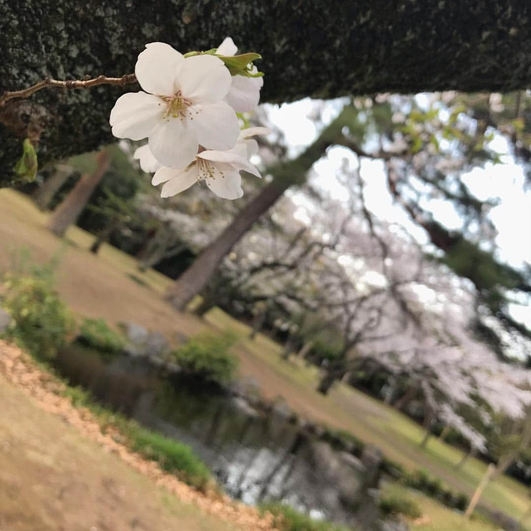 田中琴乃さんのインスタグラム写真 - (田中琴乃Instagram)「【oita】 ・ 実家近所の別府公園は桜が満開でした🌸 関東より少し遅れて満開だった大分県の桜もしっかり愛でられ、これまでになく春を大満喫♡ ・ ・ #大分 #oita  #別府 #beppu  #別府公園  #春大満喫」4月9日 14時50分 - tanakakotono