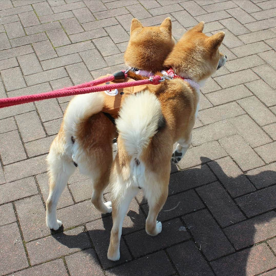 柴犬たま Shibainu Tamaさんのインスタグラム写真 - (柴犬たま Shibainu TamaInstagram)「めちゃくちゃ近距離で歩くやん🤭 * Caption trans🇬🇧 They approach and walk🤭 * #柴犬たま #たママ #たま家族 #柴犬ミケ #一眼レフ #一眼レフカメラ #お散歩 #くまちゃんリュック #仲良し親子 #プリケツ #しっぽモフモフ #後頭部フェチ #愛らぶ後頭部 #柴犬 #shiba #shibainu #shibastagram #犬 #dog #多頭飼い」4月9日 14時56分 - tama7653