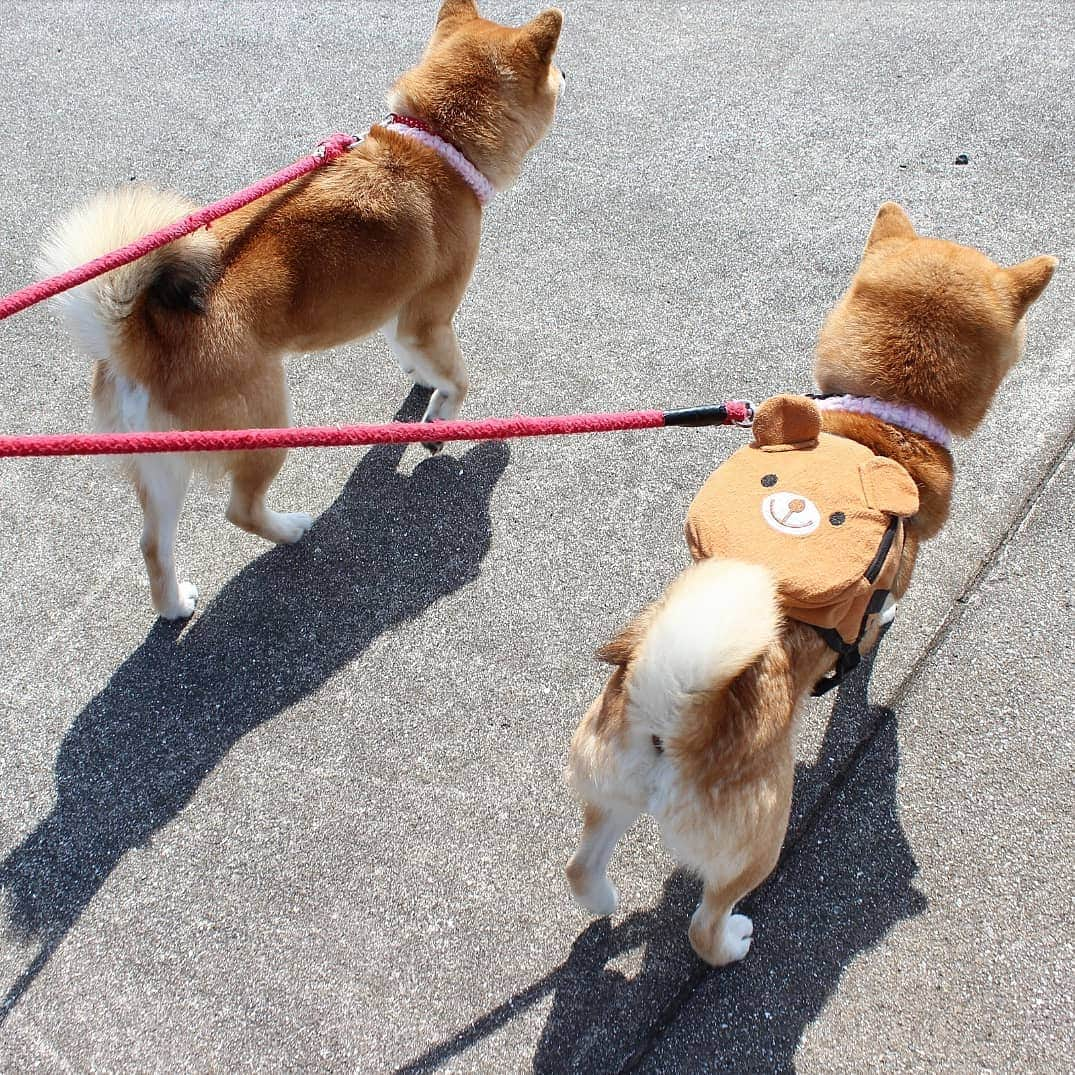 柴犬たま Shibainu Tamaさんのインスタグラム写真 - (柴犬たま Shibainu TamaInstagram)「めちゃくちゃ近距離で歩くやん🤭 * Caption trans🇬🇧 They approach and walk🤭 * #柴犬たま #たママ #たま家族 #柴犬ミケ #一眼レフ #一眼レフカメラ #お散歩 #くまちゃんリュック #仲良し親子 #プリケツ #しっぽモフモフ #後頭部フェチ #愛らぶ後頭部 #柴犬 #shiba #shibainu #shibastagram #犬 #dog #多頭飼い」4月9日 14時56分 - tama7653