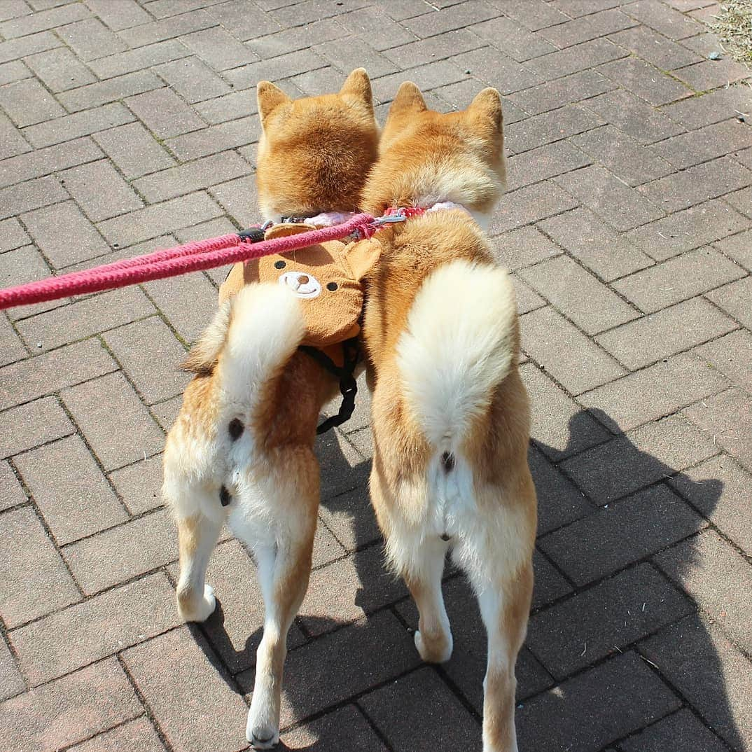 柴犬たま Shibainu Tamaさんのインスタグラム写真 - (柴犬たま Shibainu TamaInstagram)「めちゃくちゃ近距離で歩くやん🤭 * Caption trans🇬🇧 They approach and walk🤭 * #柴犬たま #たママ #たま家族 #柴犬ミケ #一眼レフ #一眼レフカメラ #お散歩 #くまちゃんリュック #仲良し親子 #プリケツ #しっぽモフモフ #後頭部フェチ #愛らぶ後頭部 #柴犬 #shiba #shibainu #shibastagram #犬 #dog #多頭飼い」4月9日 14時56分 - tama7653