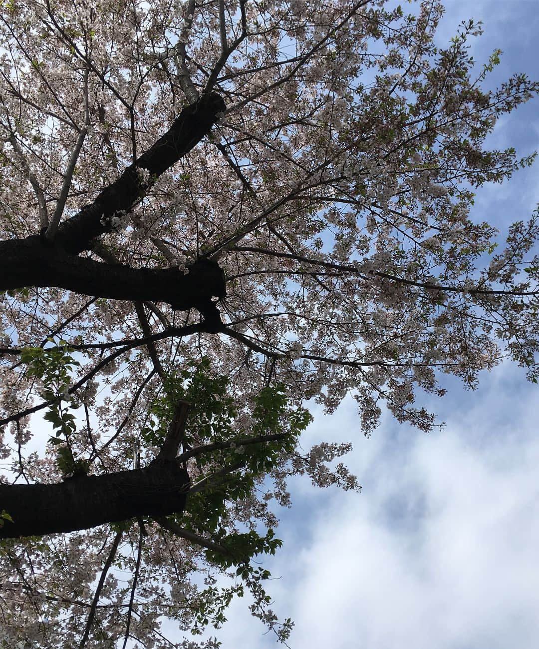 パク・ギュリさんのインスタグラム写真 - (パク・ギュリInstagram)「흐린 날 도쿄 꽃 구경」4月9日 14時57分 - gyuri_88