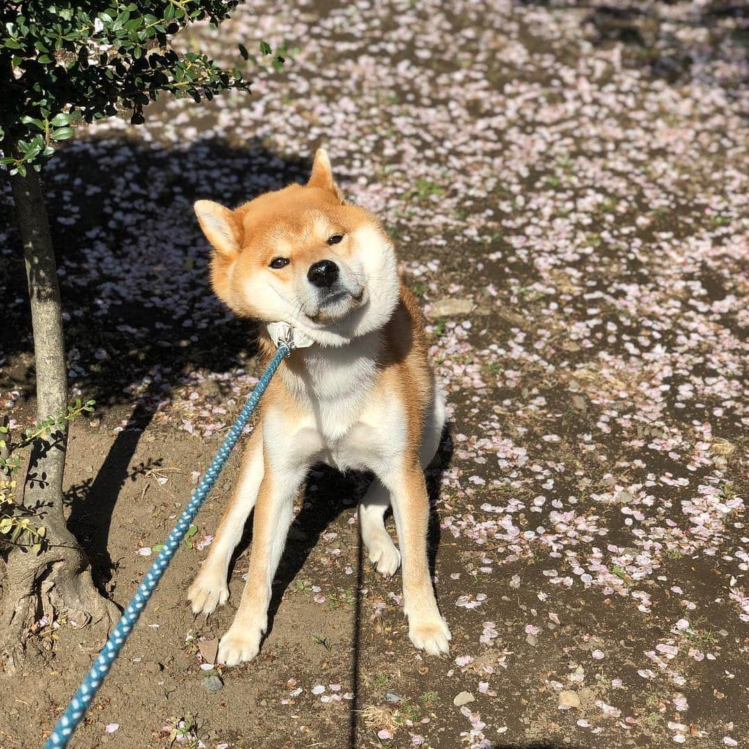 舞名里音のインスタグラム