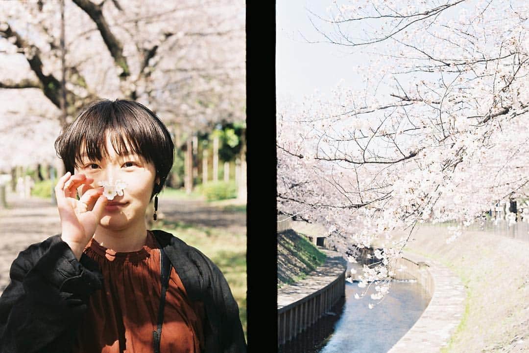 岸茉莉さんのインスタグラム写真 - (岸茉莉Instagram)「ハーフカメラ修理出した✨ しばらく桜ハーフ続きます🌸」4月9日 15時21分 - kishi_mari