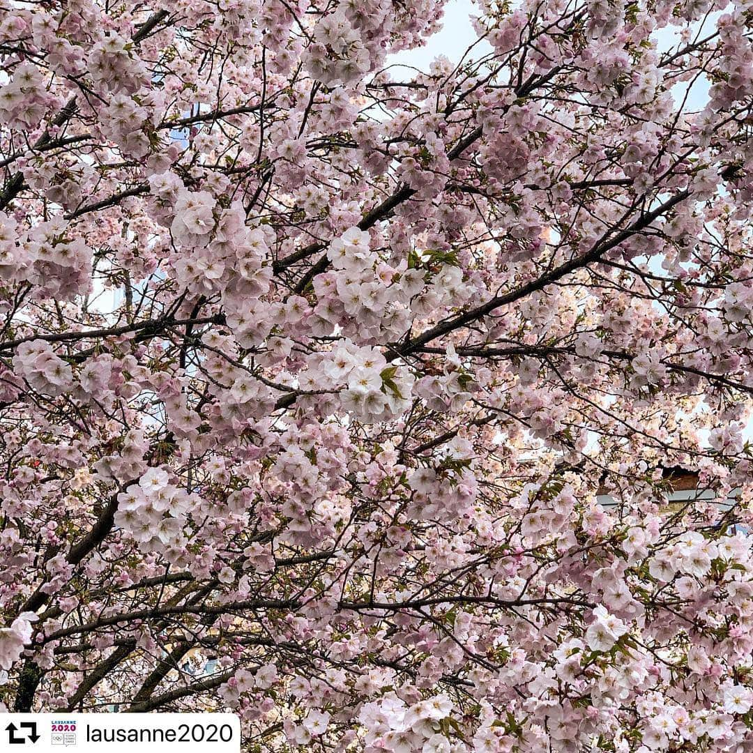 olympiadaさんのインスタグラム写真 - (olympiadaInstagram)「В Токио завершается сезон цветения сакуры, зато она в полном цвету в Лозанне — там, где в 2020 году пройдут Юношеские Олимпийские игры 🌸  @tokyo2020 @lausanne2020 #YOG #Lausanne2020」4月9日 15時23分 - olympia_da