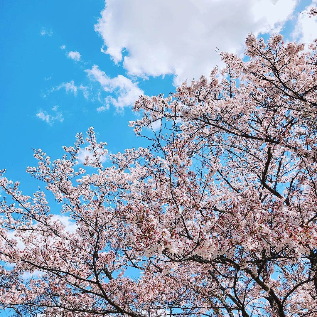 菊間千乃さんのインスタグラム写真 - (菊間千乃Instagram)「今年の桜は、よく持ってますよねー。至る所でお花見ができて、嬉しくなりますね🌸」4月9日 15時33分 - kikuma_yukino