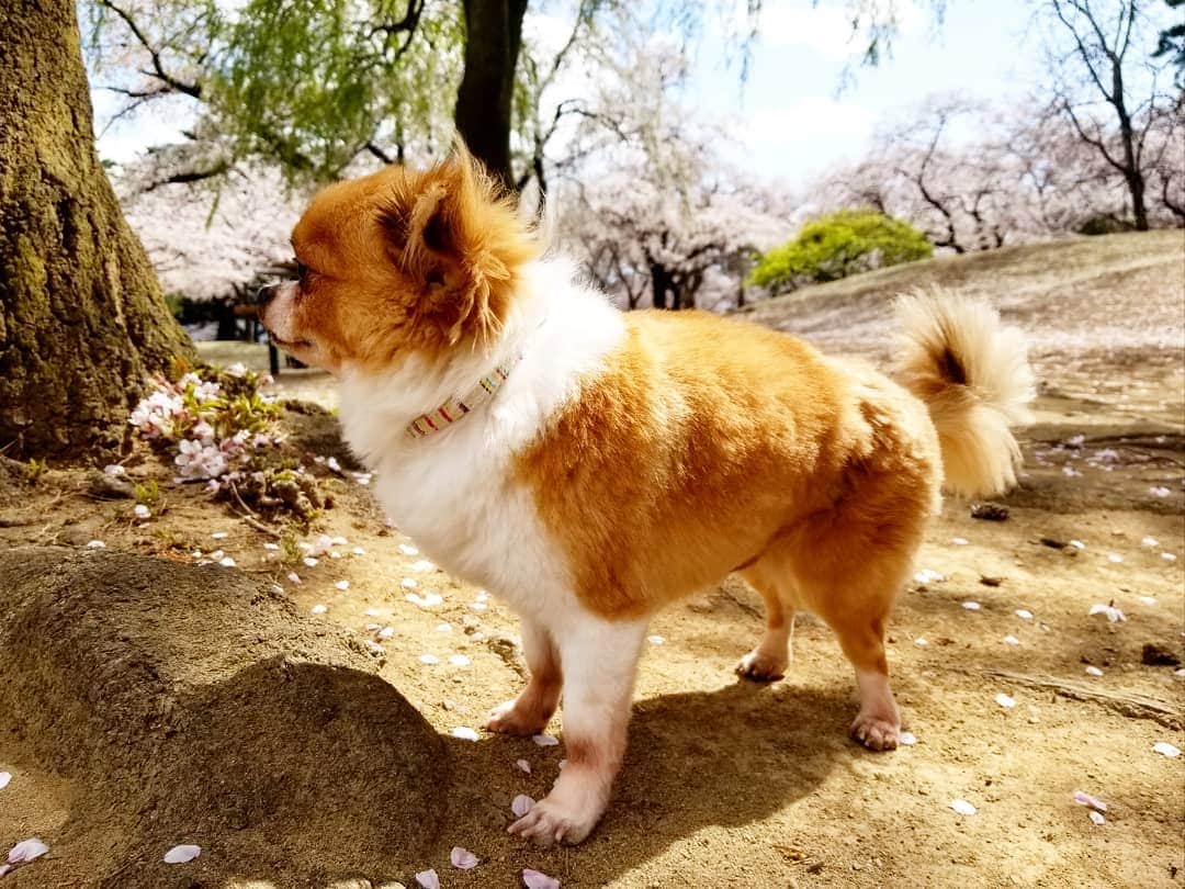 石関友梨のインスタグラム：「My Birthdayに素敵な🎁が来た(⁎˃v˂⁎)♂のチワワ。名前はユニです。みんなよろしくね♡ #誕生日 #プレゼント #もう6歳なんだけどね #飼い主さん募集中で出会わせていただきました #目と目が合い一撃でした #ズキュン #初めての同棲相手 #チワワ」